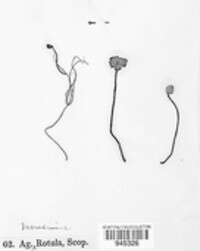Marasmius rotula image